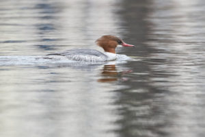 Goosander, Mergus merganser, female, female Goosander, Mergus merganser, female, female